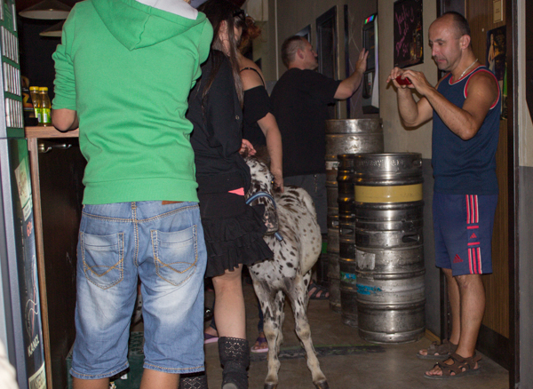 Kommt ein Pferd in eine Bar, sagt der Barkeeper: Warum machst Du so ein langes Gesicht?